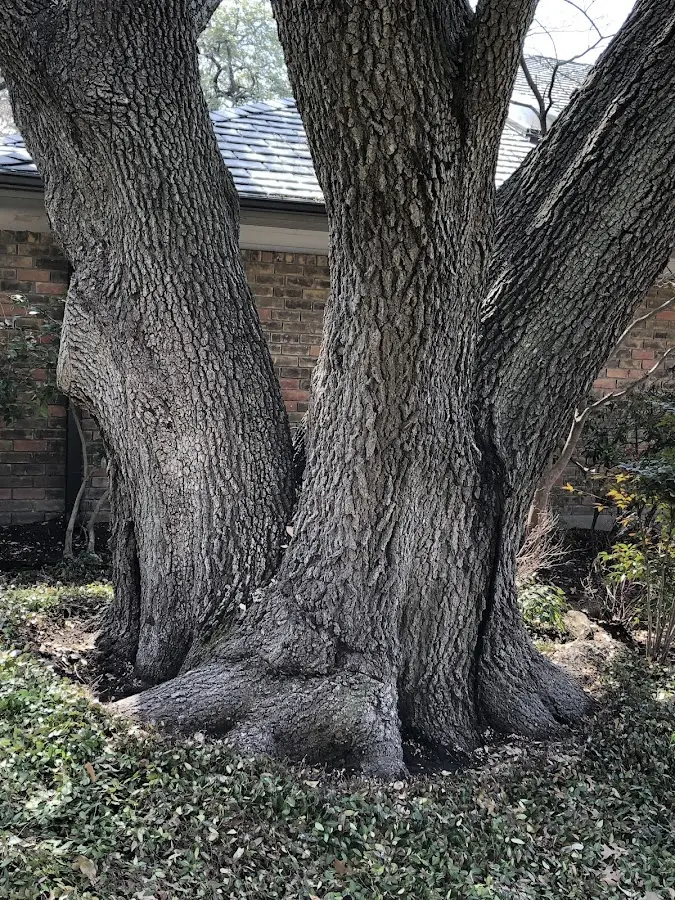 Mature heritage tree close to a Cornish property cared for by certified arborists
